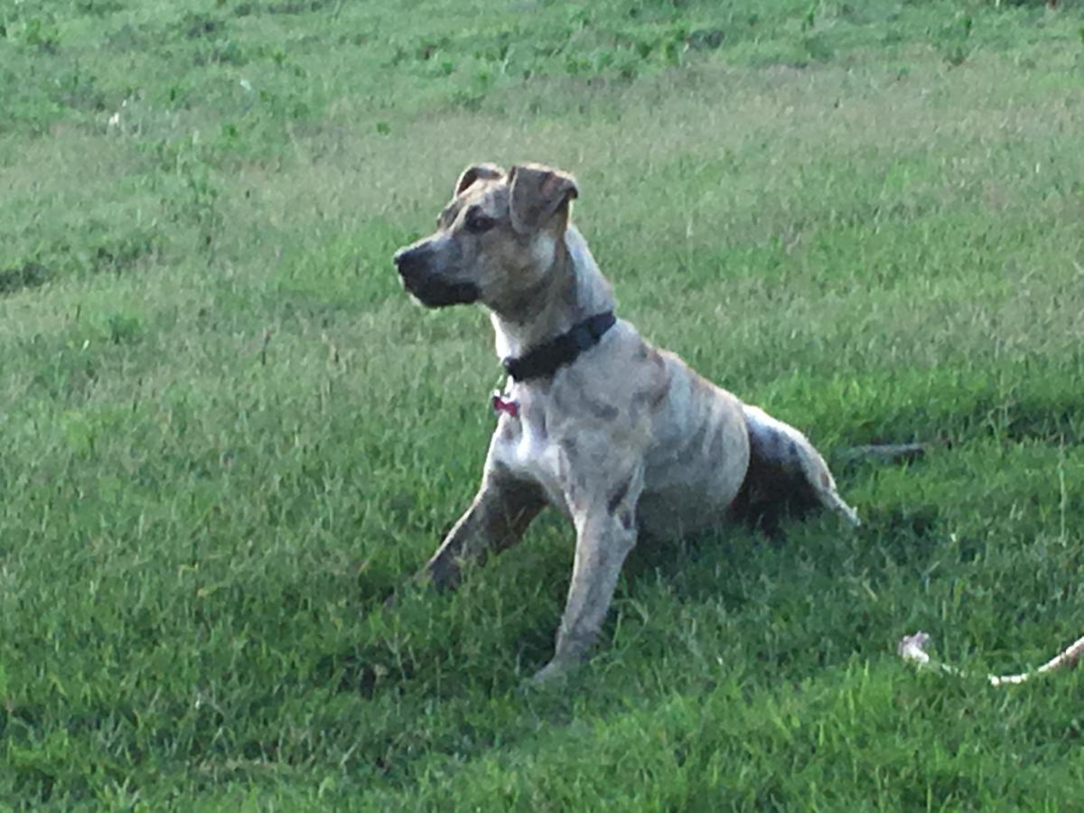 Image of Laela, Lost Dog