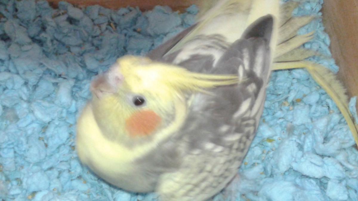 Image of Chica (Cockatiel), Lost Bird