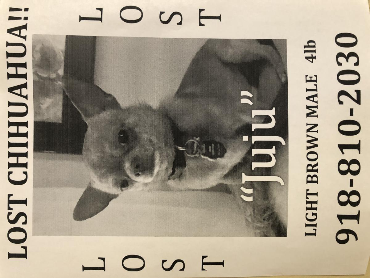 Image of Juju, Lost Dog