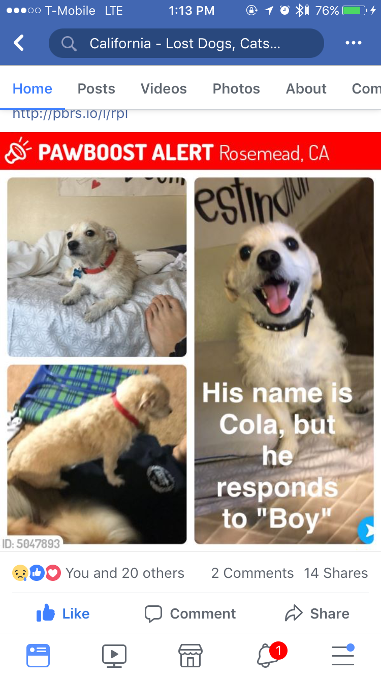 Image of Cola, Lost Dog