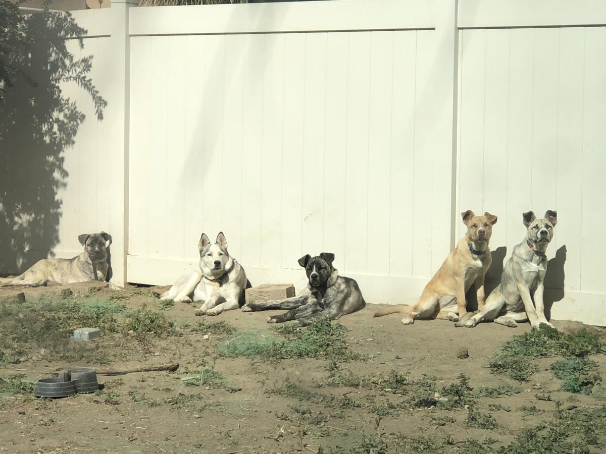 Image of There’s 5 missing, Lost Dog
