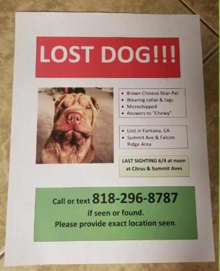 Image of CHEWY, Lost Dog