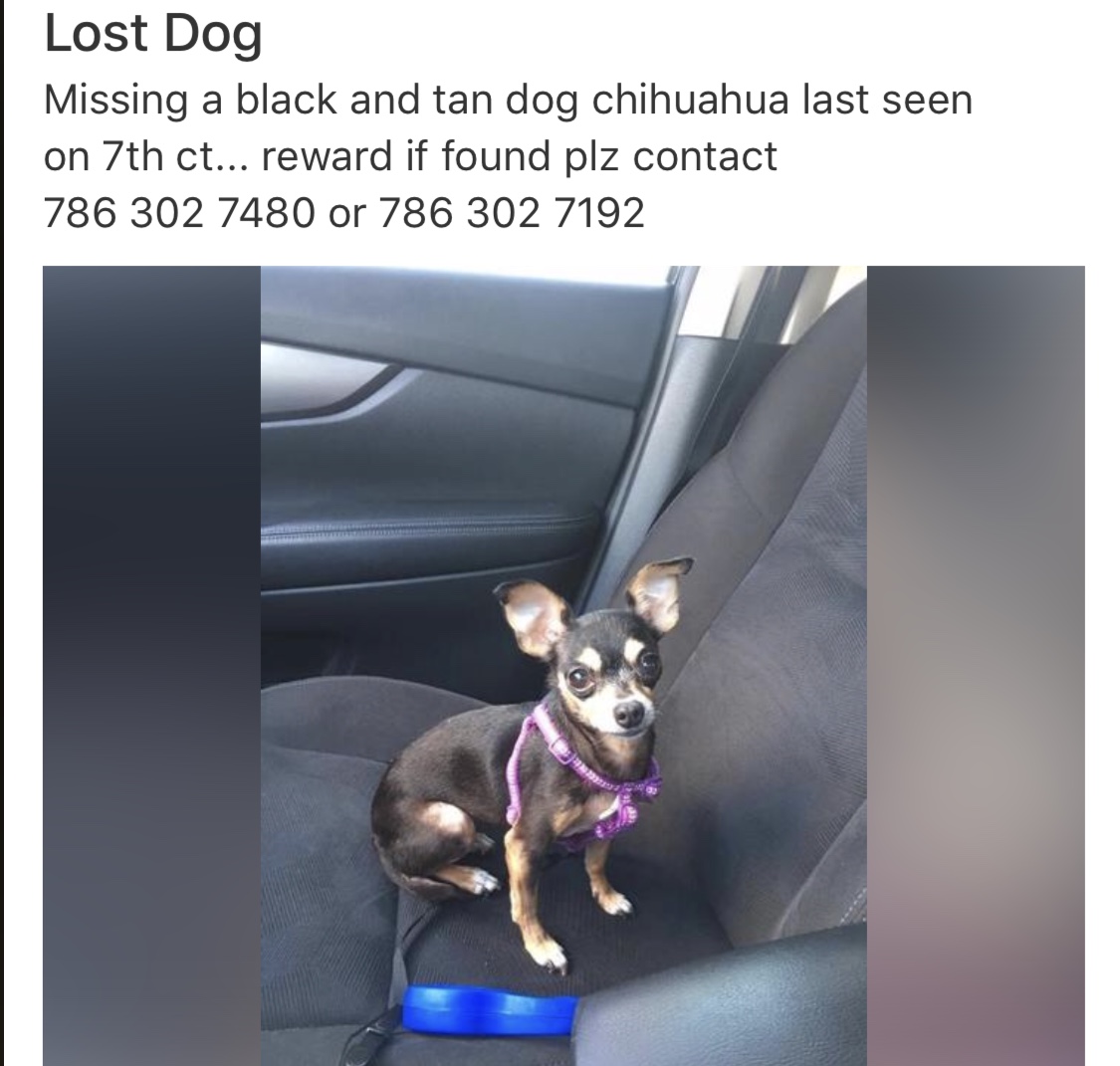 Image of Lin, Lost Dog