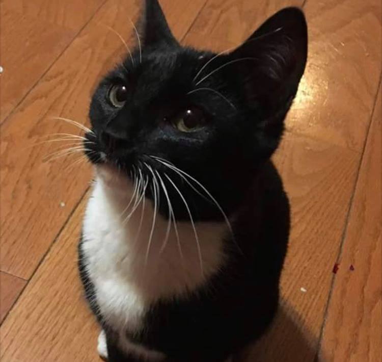 Image of Taylor, Lost Cat