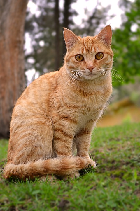 Image of Bosley, Lost Cat