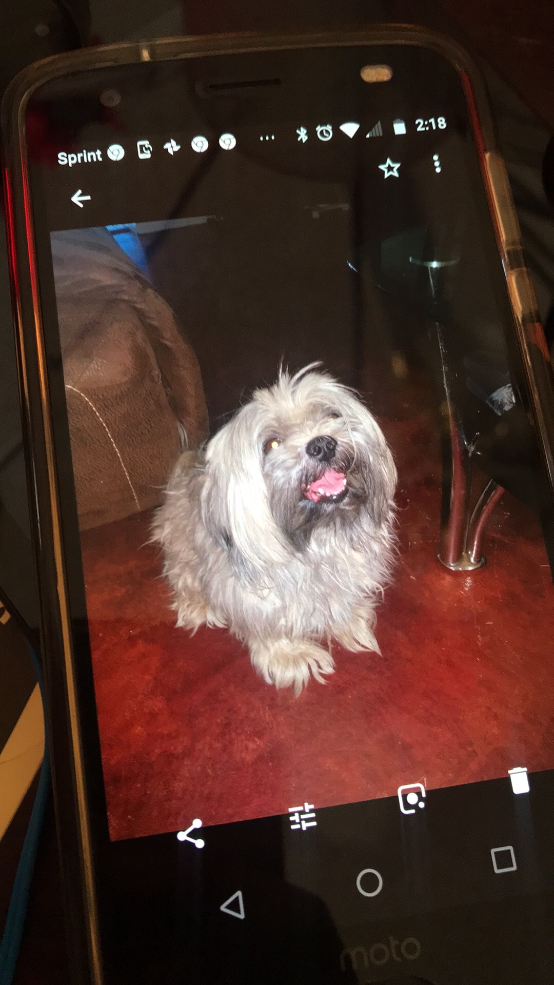 Image of Jacky, Lost Dog