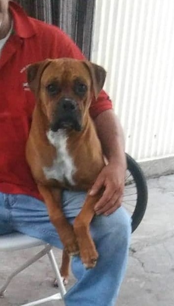 Image of Choncho, Lost Dog