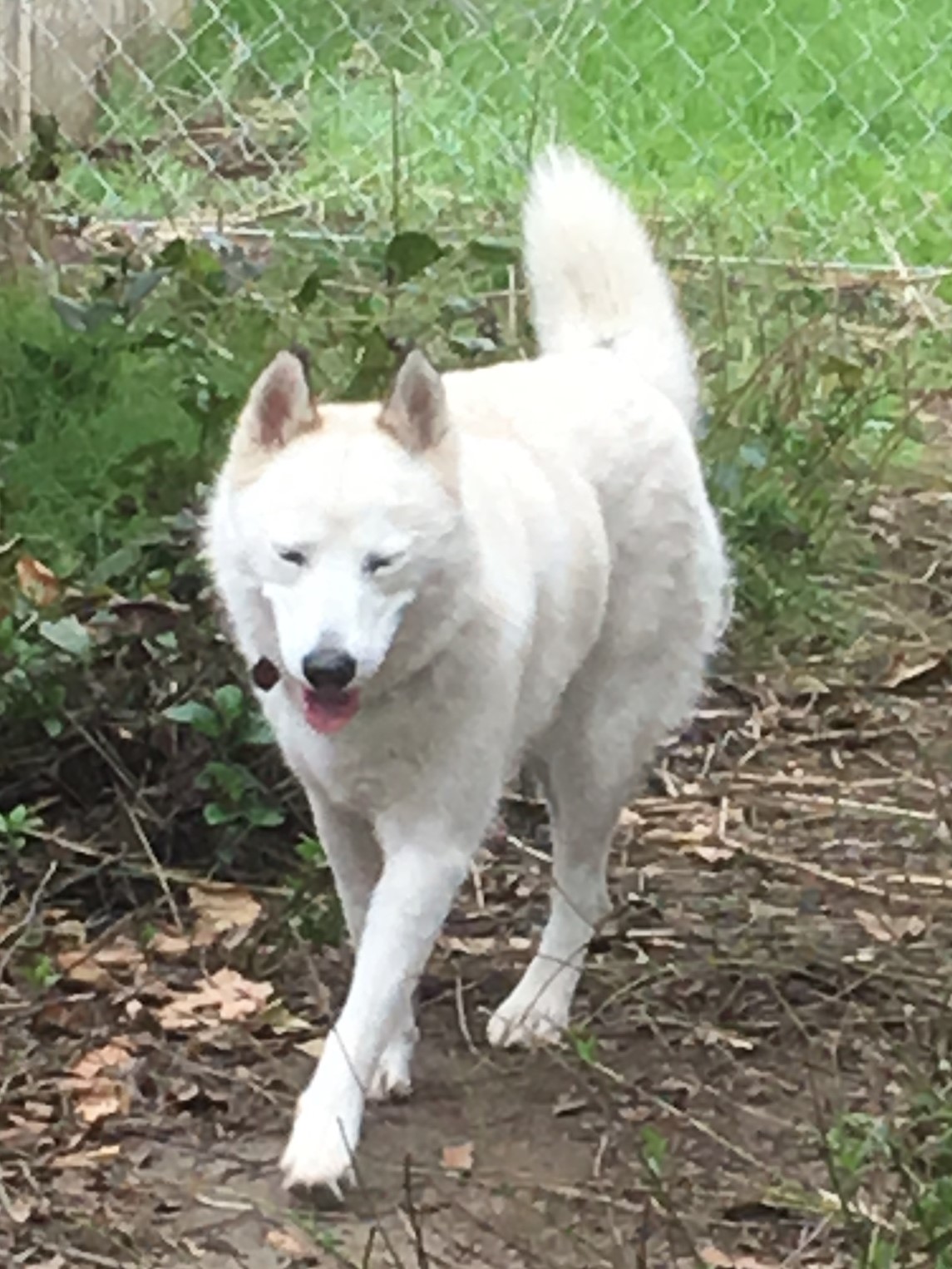 Image of Arya, Lost Dog
