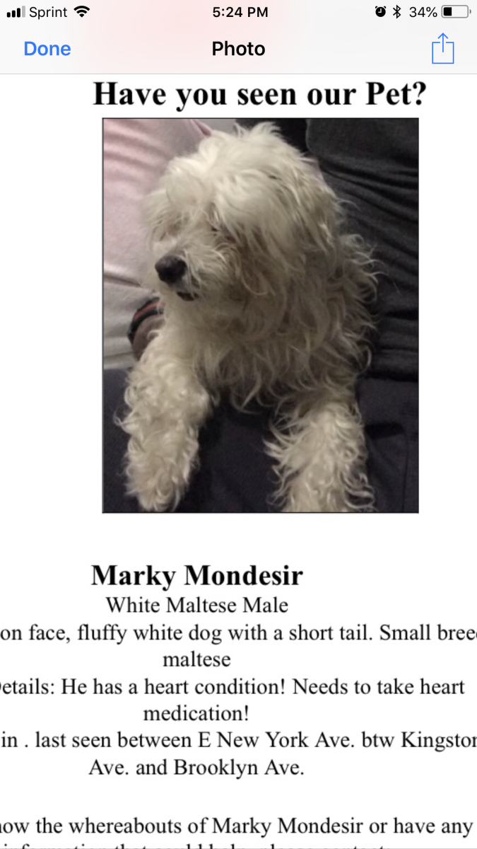 Image of Marky, Lost Dog