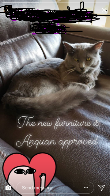 Image of Anquan, Lost Cat