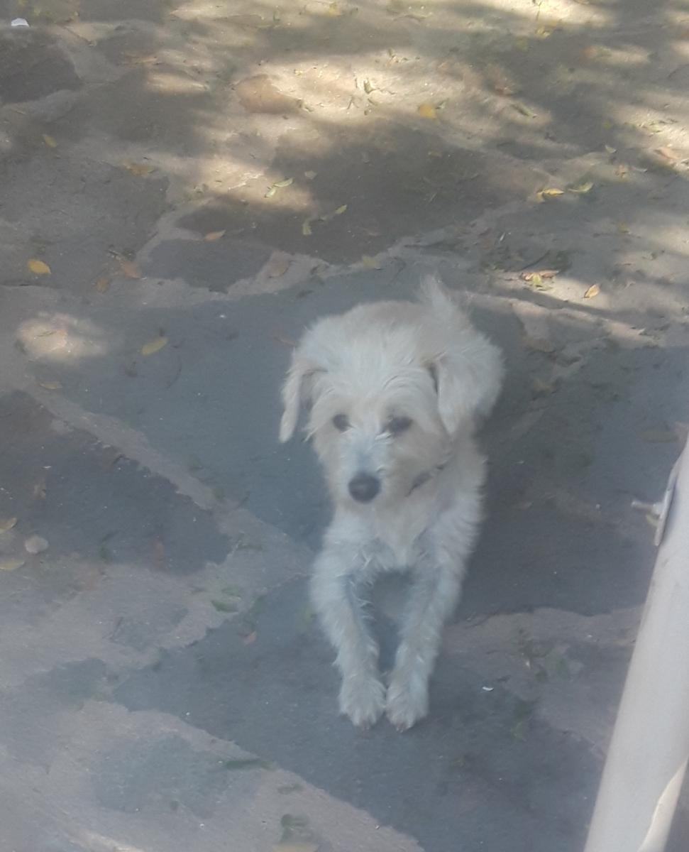 Image of Abby, Lost Dog