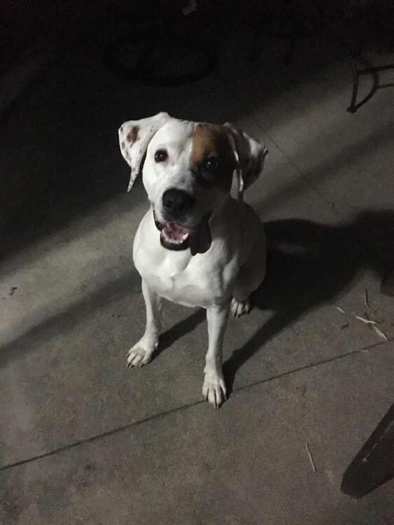 Image of Unknown, Found Dog