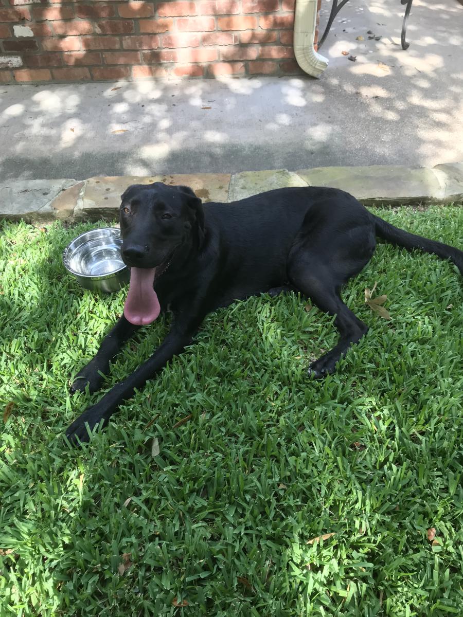 Image of unknown black dog, Found Dog