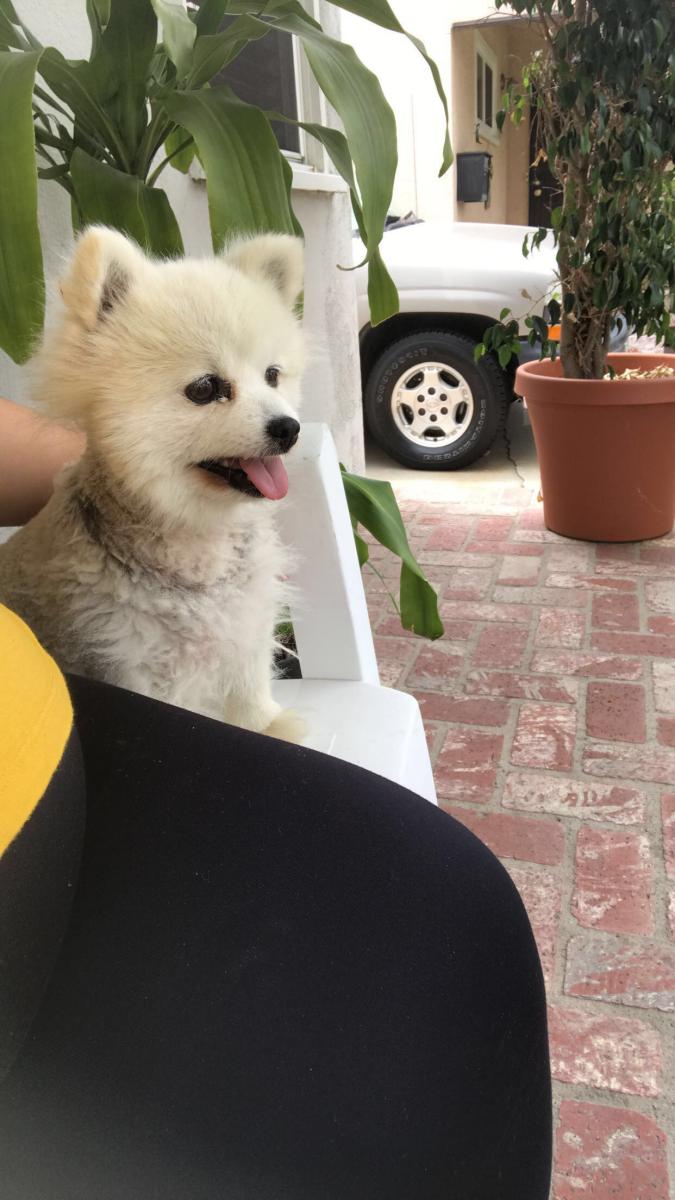 Image of Cindy, Lost Dog