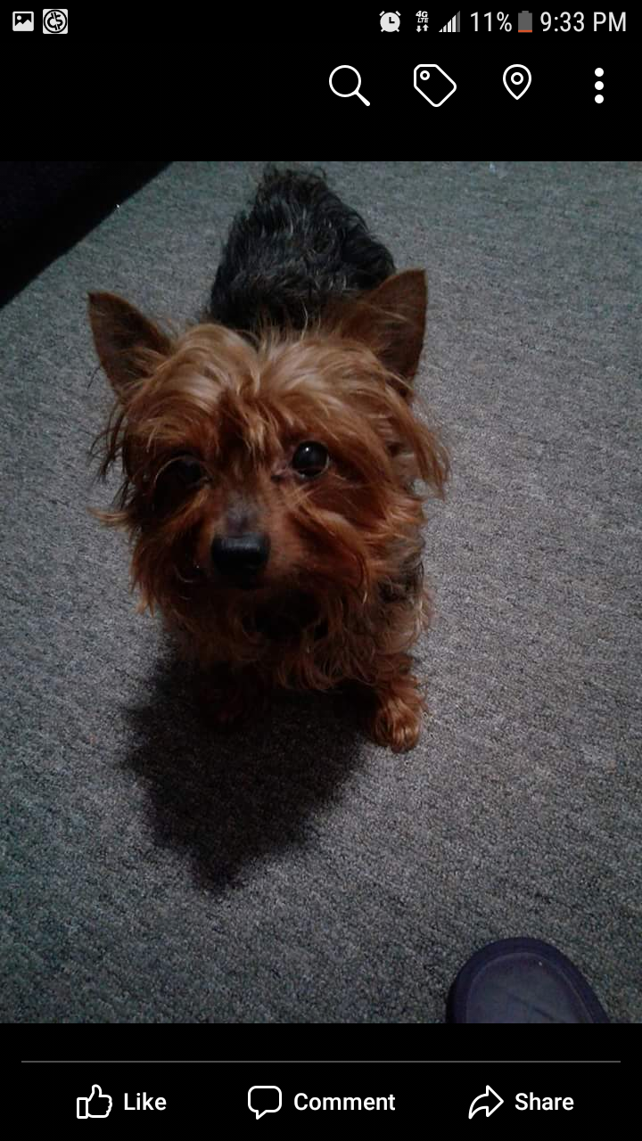 Image of Charlie, Lost Dog