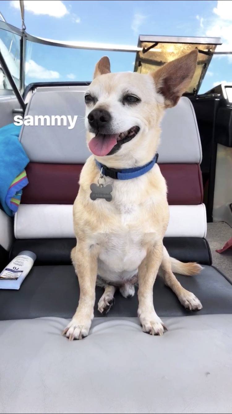 Image of Sammy, Lost Dog