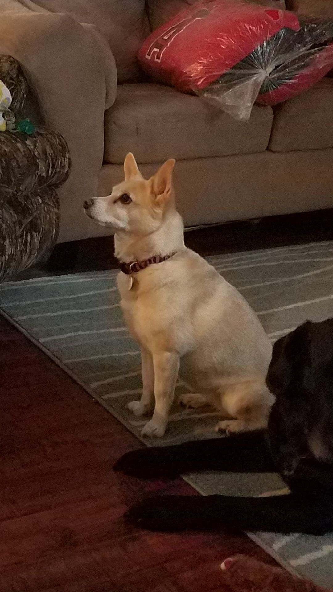 Image of maggie, Lost Dog
