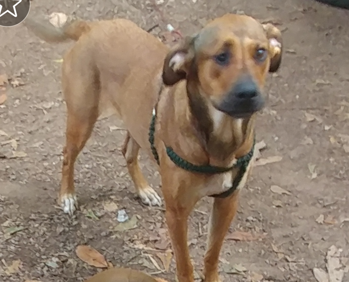 Image of Kilala, Lost Dog