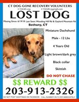 Image of Misha, Lost Dog