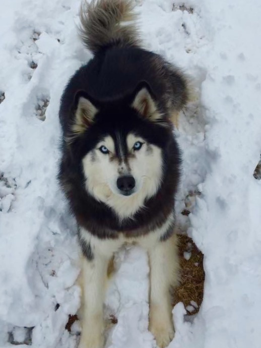 Image of Juneau, Lost Dog