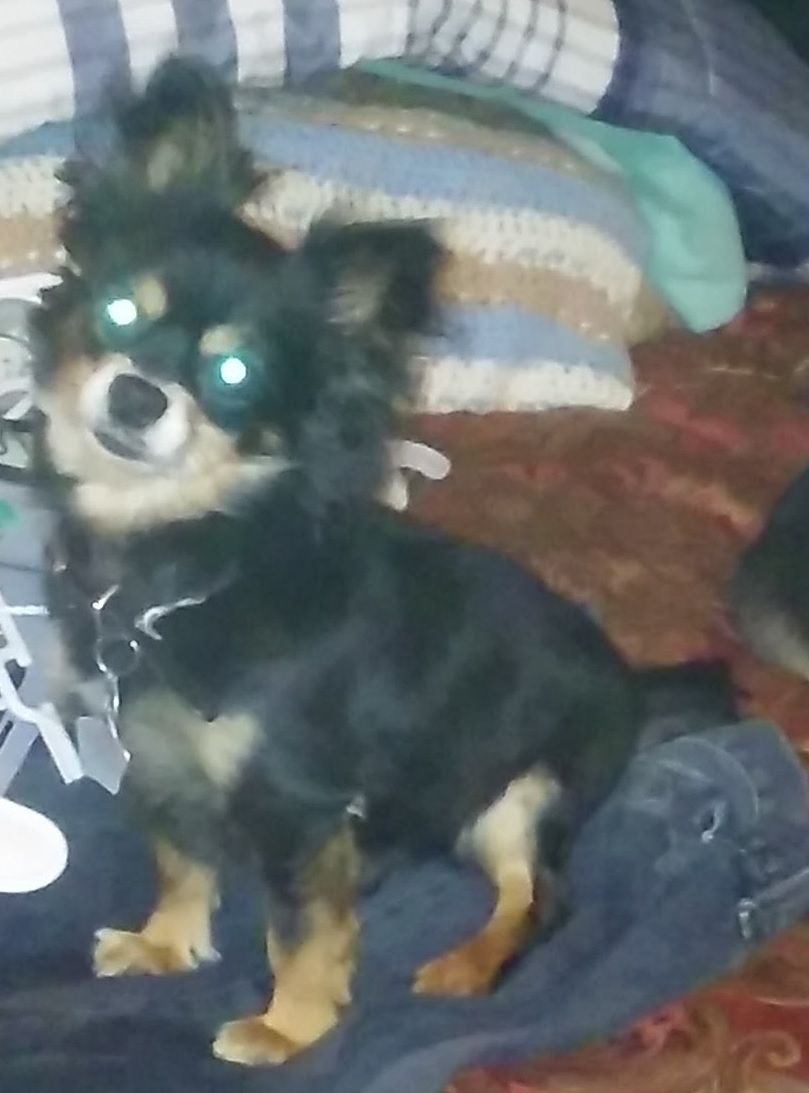 Image of Peludo, Lost Dog