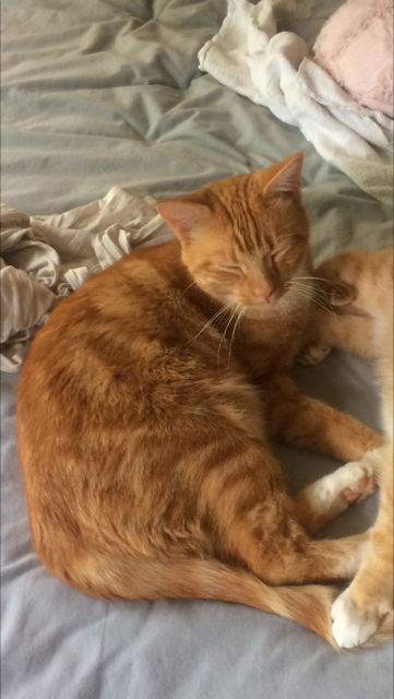 Image of Willy, Lost Cat