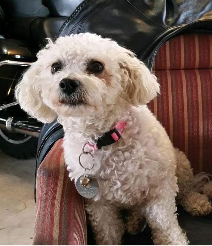 Image of Sadie, Lost Dog