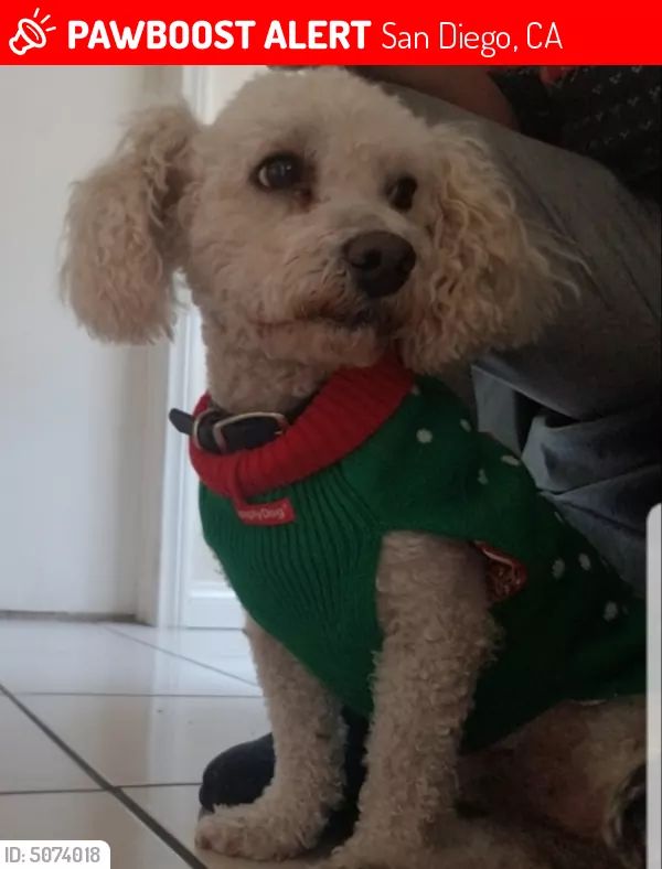 Image of Diego, Lost Dog