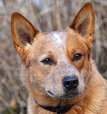 Image of SASHA, Lost Dog