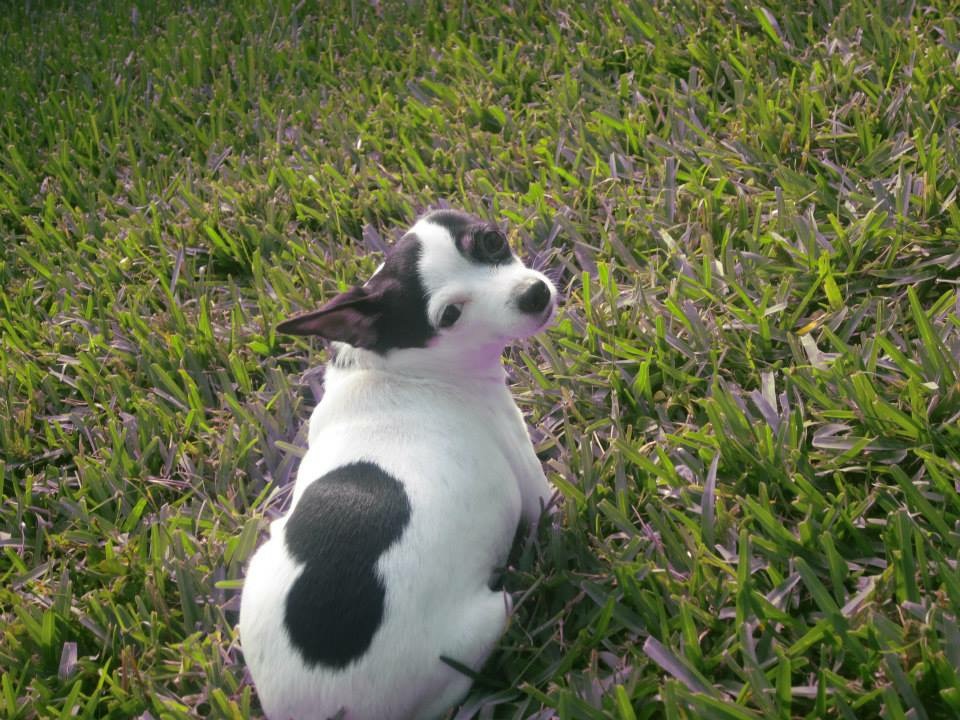 Image of Essie, Lost Dog