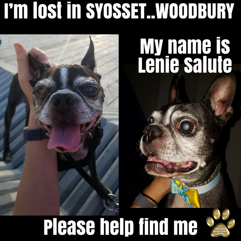 Image of Lennie, Lost Dog