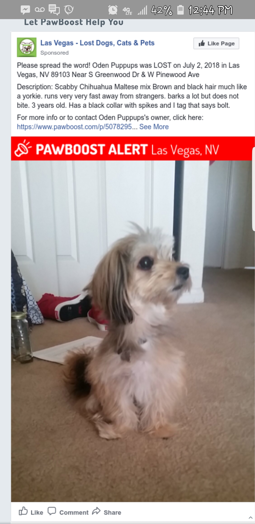 Lost Dog Mixed Breed in LAS VEGAS, NV Lost My Doggie