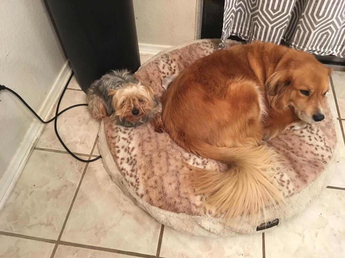 Image of Bandit and dolce, Lost Dog