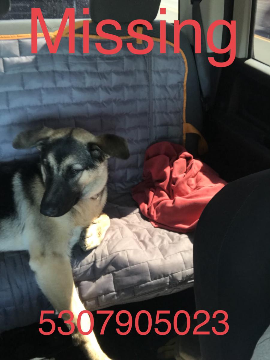 Image of Kate, Lost Dog