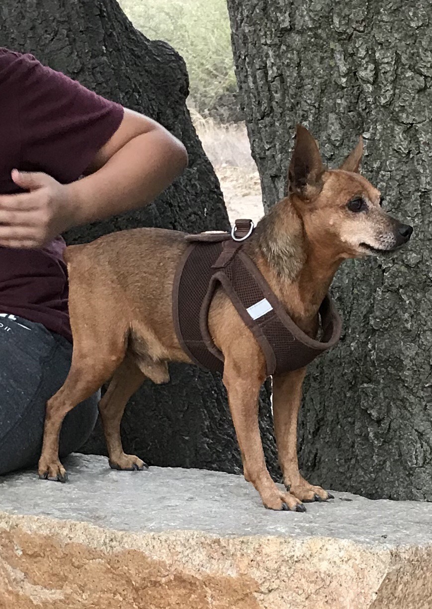 Image of Hector, Lost Dog