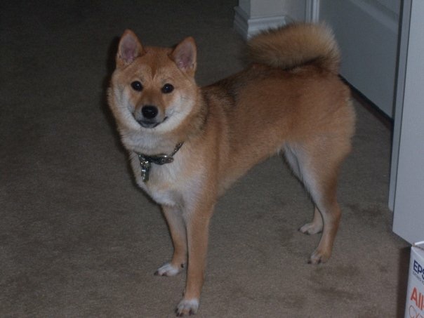 Image of Kain, Lost Dog