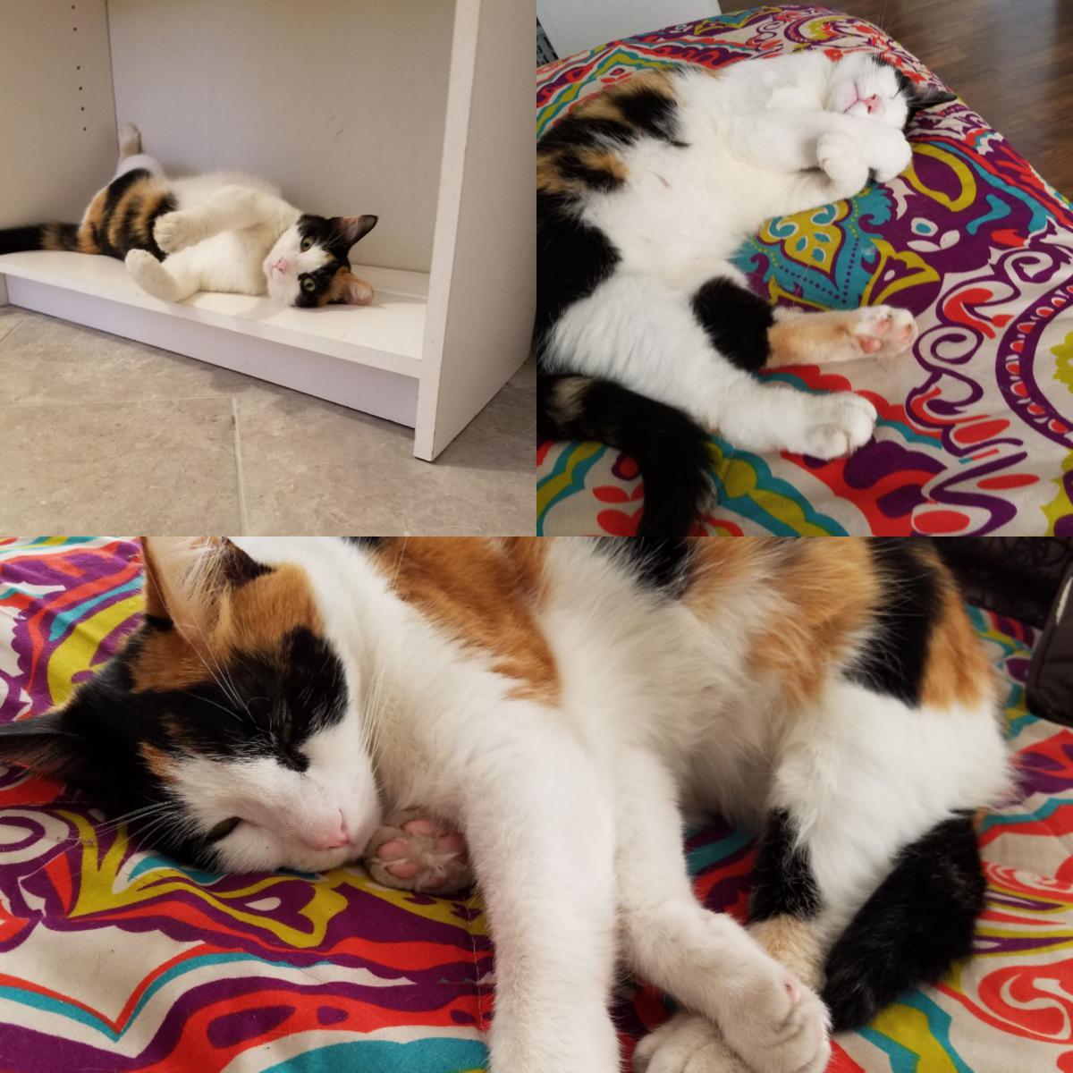 Image of Nirvana (calico), Lost Cat