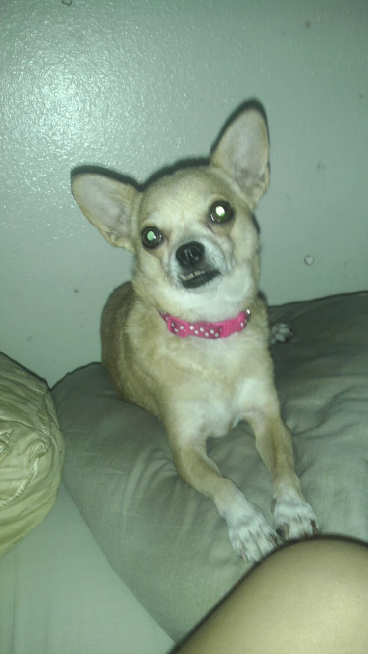 Image of Tequila, Lost Dog