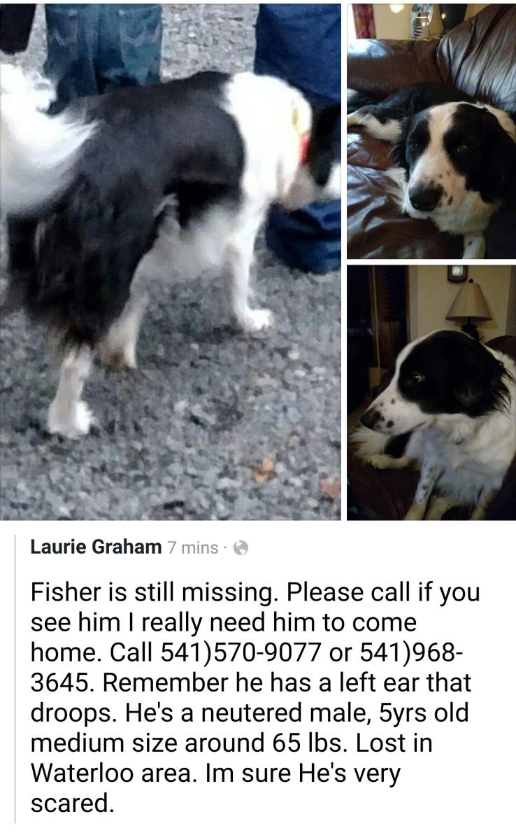 Image of Fisher, Lost Dog