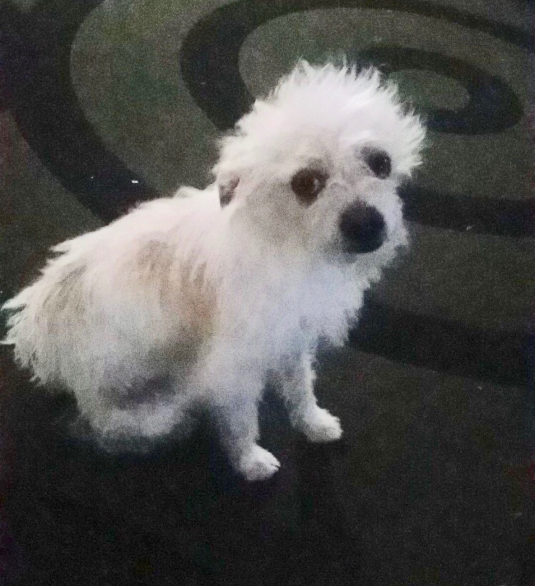 Image of Melon/ Chiquito, Lost Dog