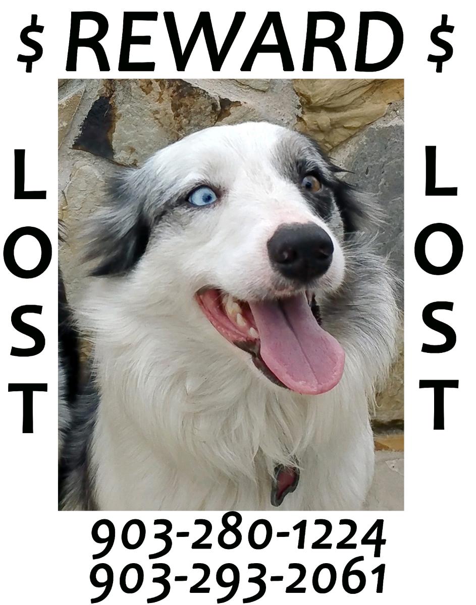 Image of Katie Mae, Lost Dog