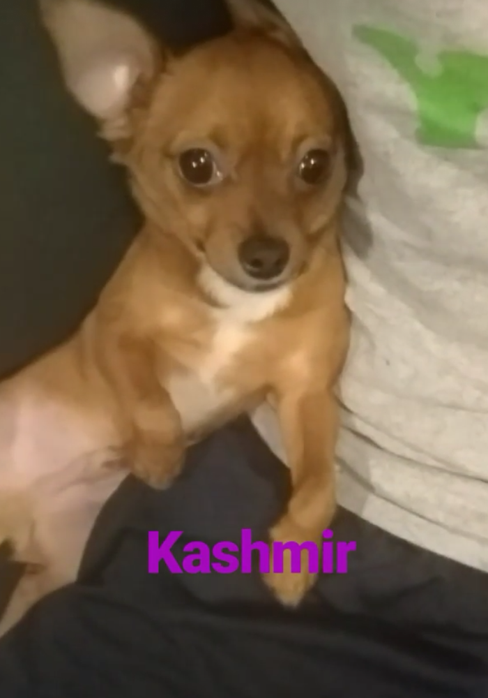 Image of Kashmere, Lost Dog