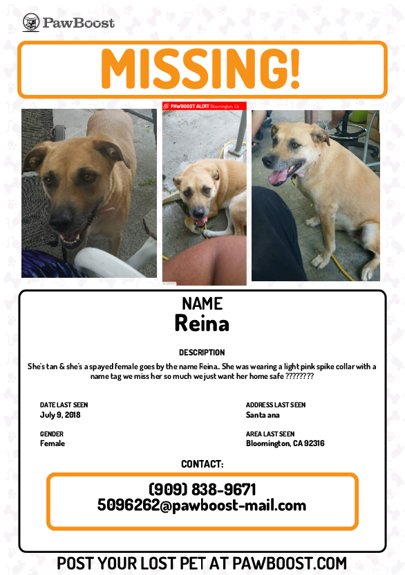 Image of Reina, Lost Dog