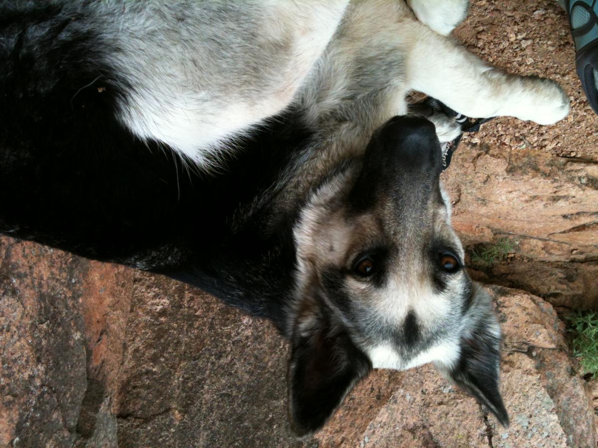 Image of Raina, Lost Dog