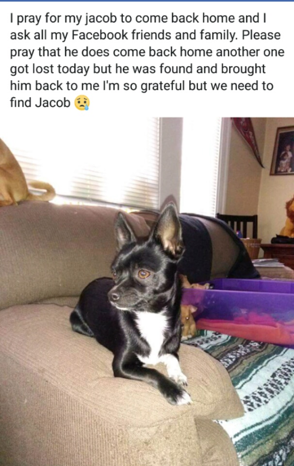 Image of jacob, Lost Dog