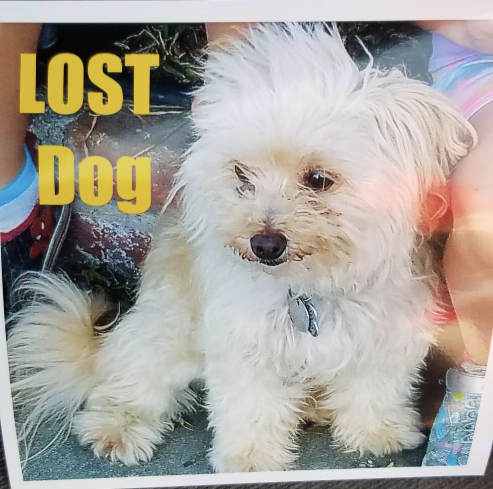 Image of Caramel bee, Lost Dog