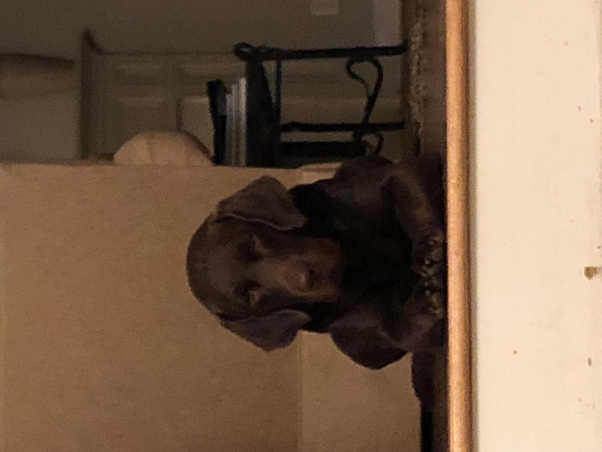 Image of Hank (Chocolate Lab), Lost Dog