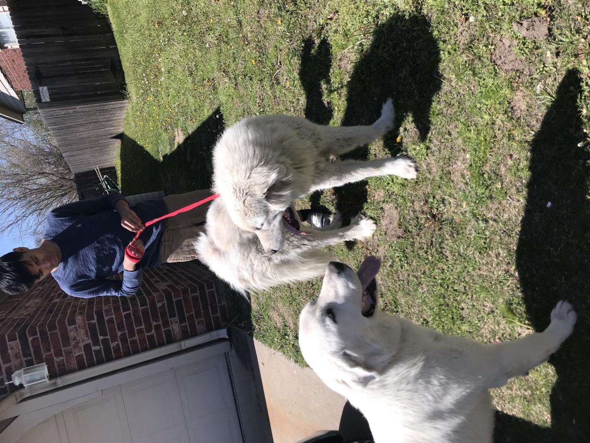 Image of Fluffy&snowball, Lost Dog