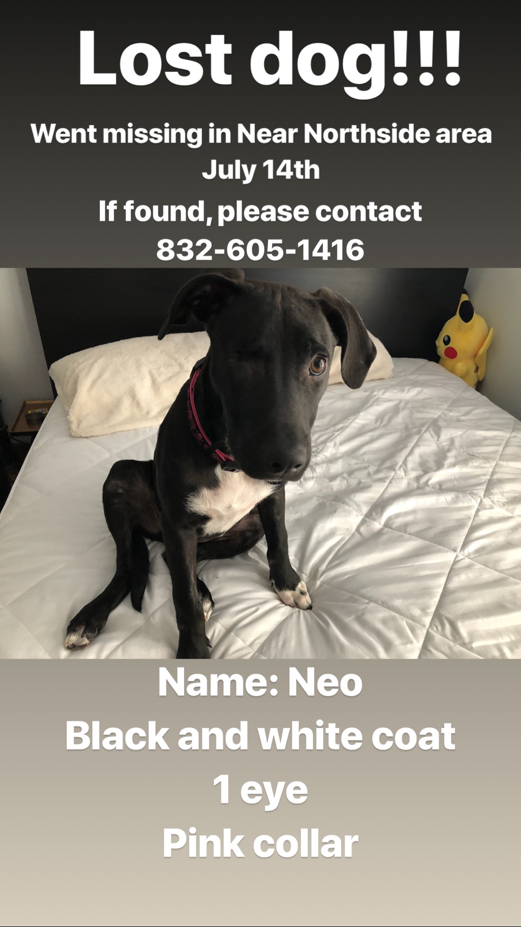 Image of Neo, Lost Dog