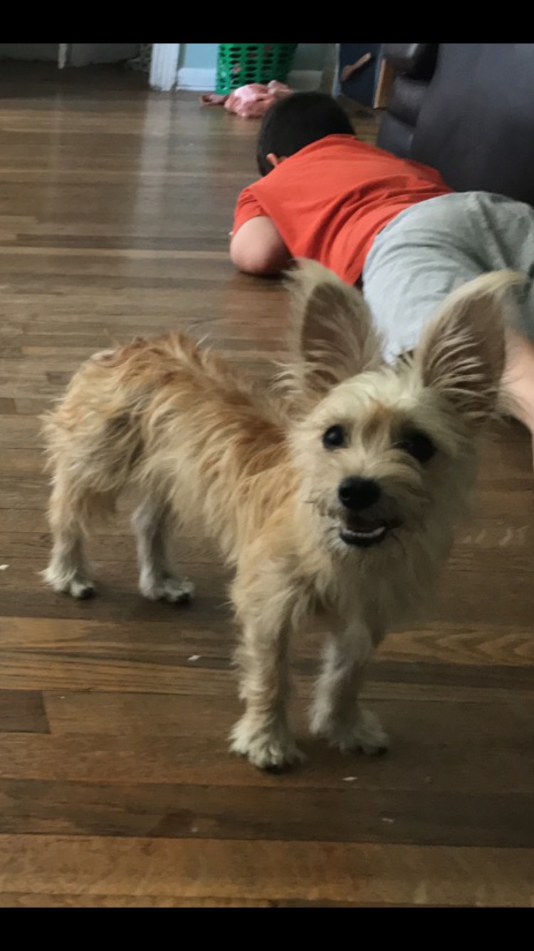 Image of Vicky, Lost Dog